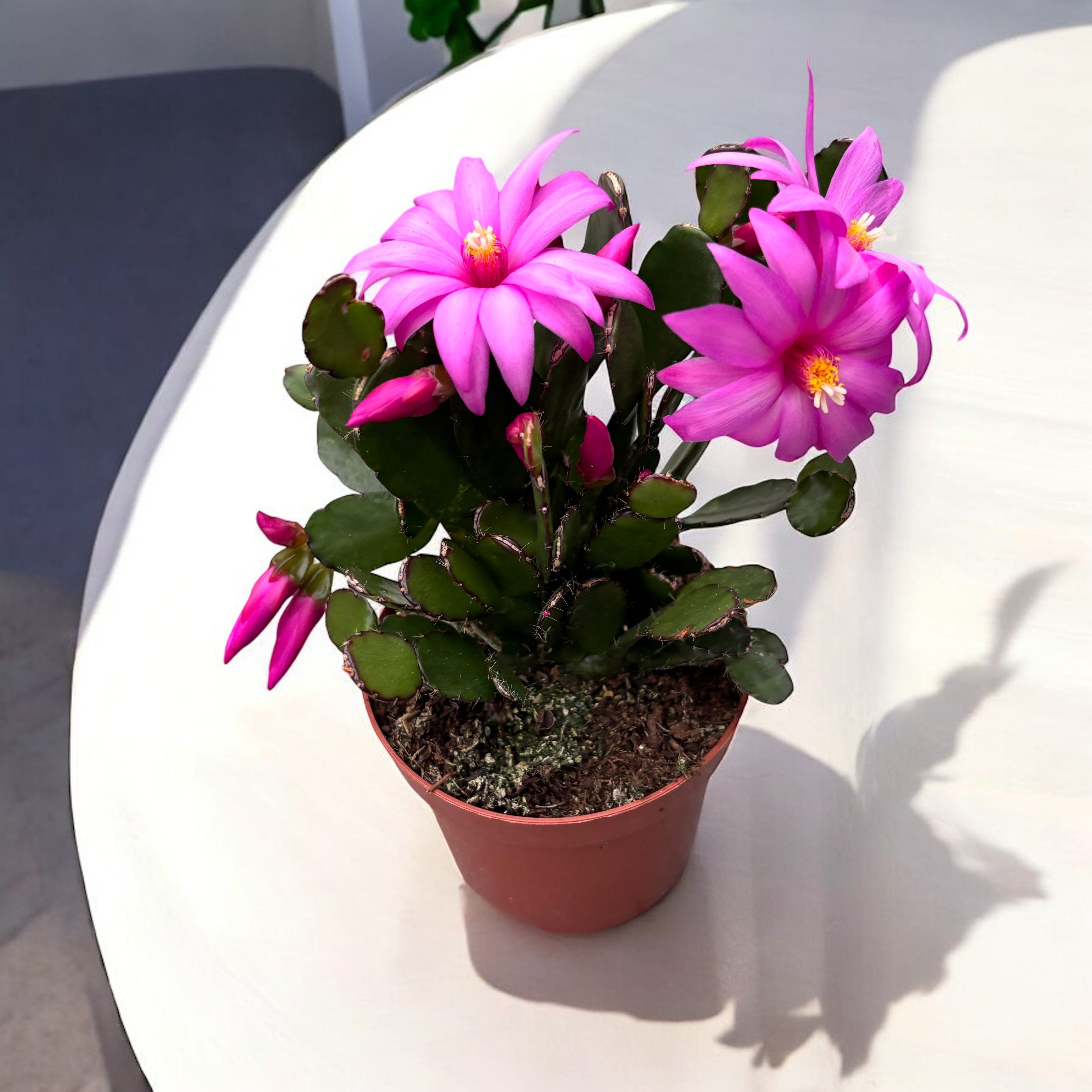 Rhipsalidopsis 'Pegasus’ (floarea pastelui) 2pp