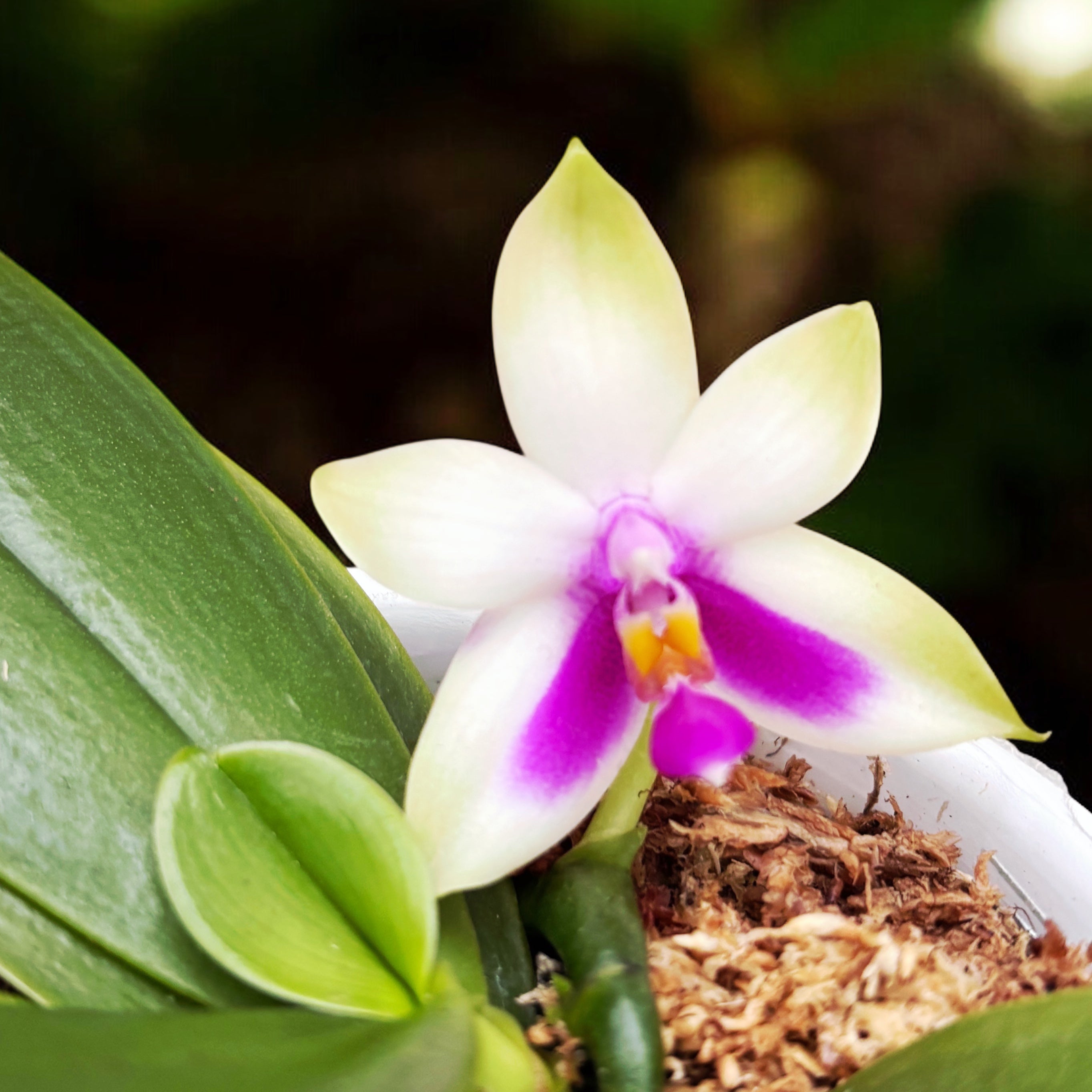 Phalaenopsis bellina 'Fire' - intensely fragrant flowers