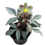 Helleborus sternii ‘Silver Dollar’ (Róża Bożonarodzeniowa, Cierń)