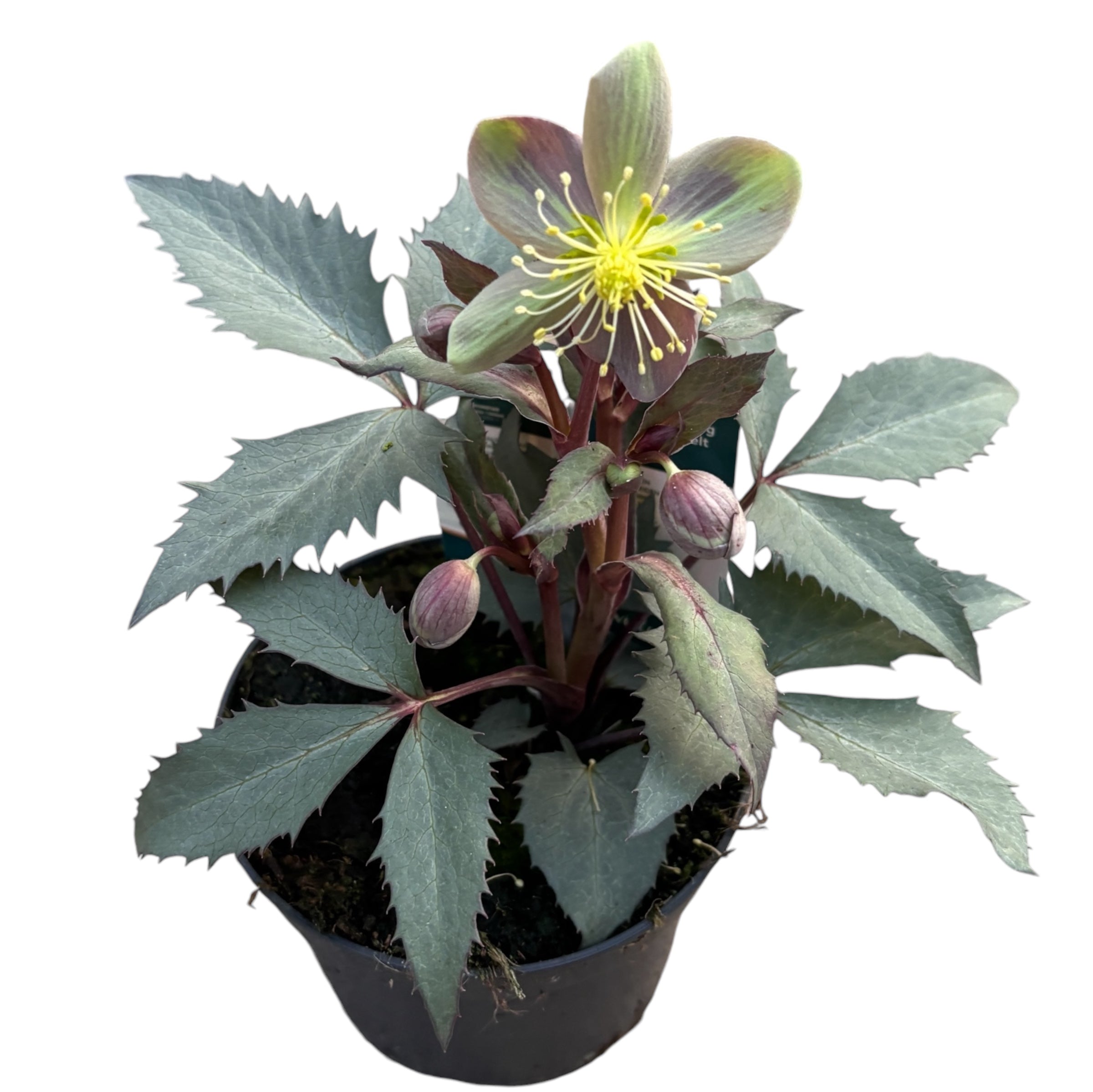 Helleborus sternii ‘Silver Dollar’ (Trandafirul Craciunului, Spanz)