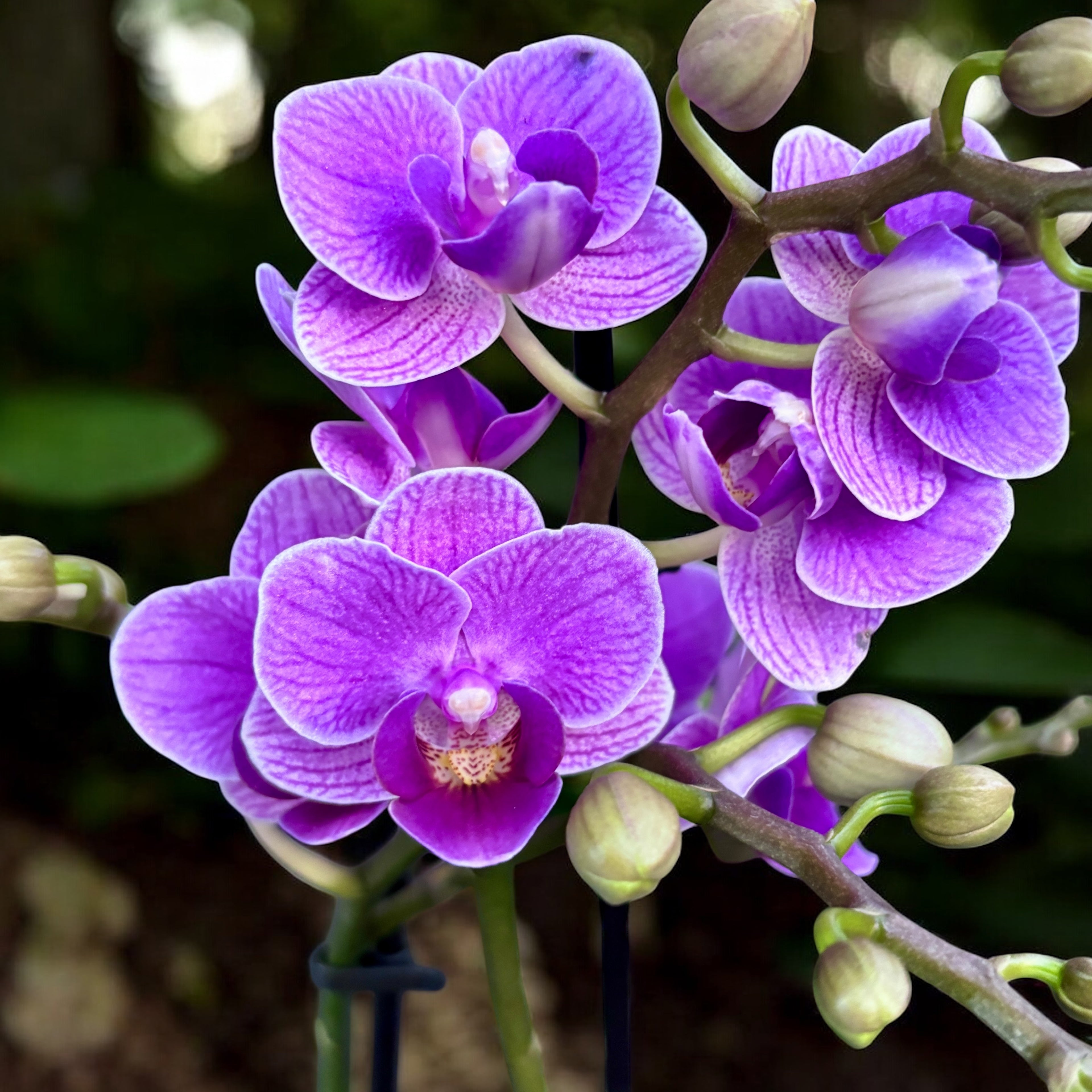 Phalaenopsis Reine Violette
