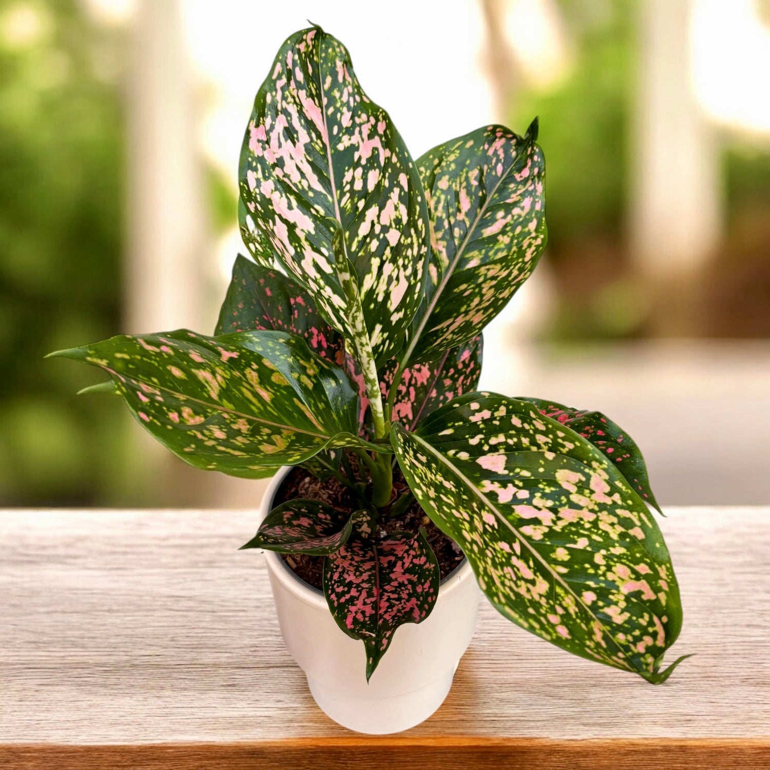 Aglaonema - rare varieties with lush foliage – Secret Garden Plant