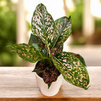 Aglaonema 'Růžový leopard'