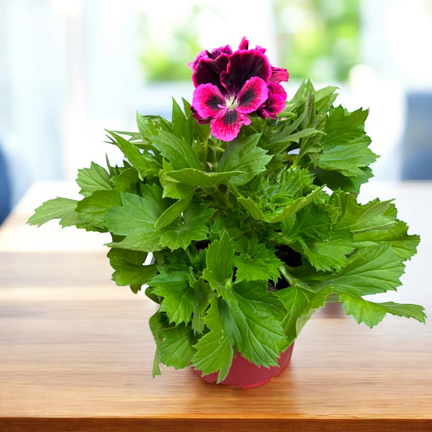 Pelargonium Don Diego - angol muskátli