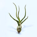 Luftpflanze Tillandsia Bulbosa