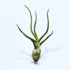Luftpflanze Tillandsia Bulbosa