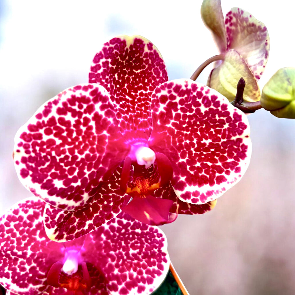 Phalaenopsis Červený Sezam