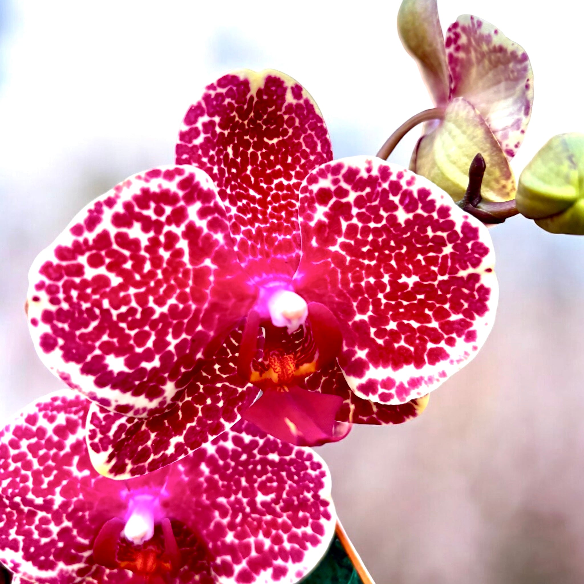 Phalaenopsis Vörös Szezám