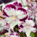 Phalaenopsis Tinkerbell's KizZ big lip