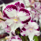 Phalaenopsis Tinkerbell's KizZ big lip