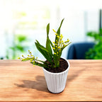 Oncidium Twinkle mix D8 (flori intens parfumate)