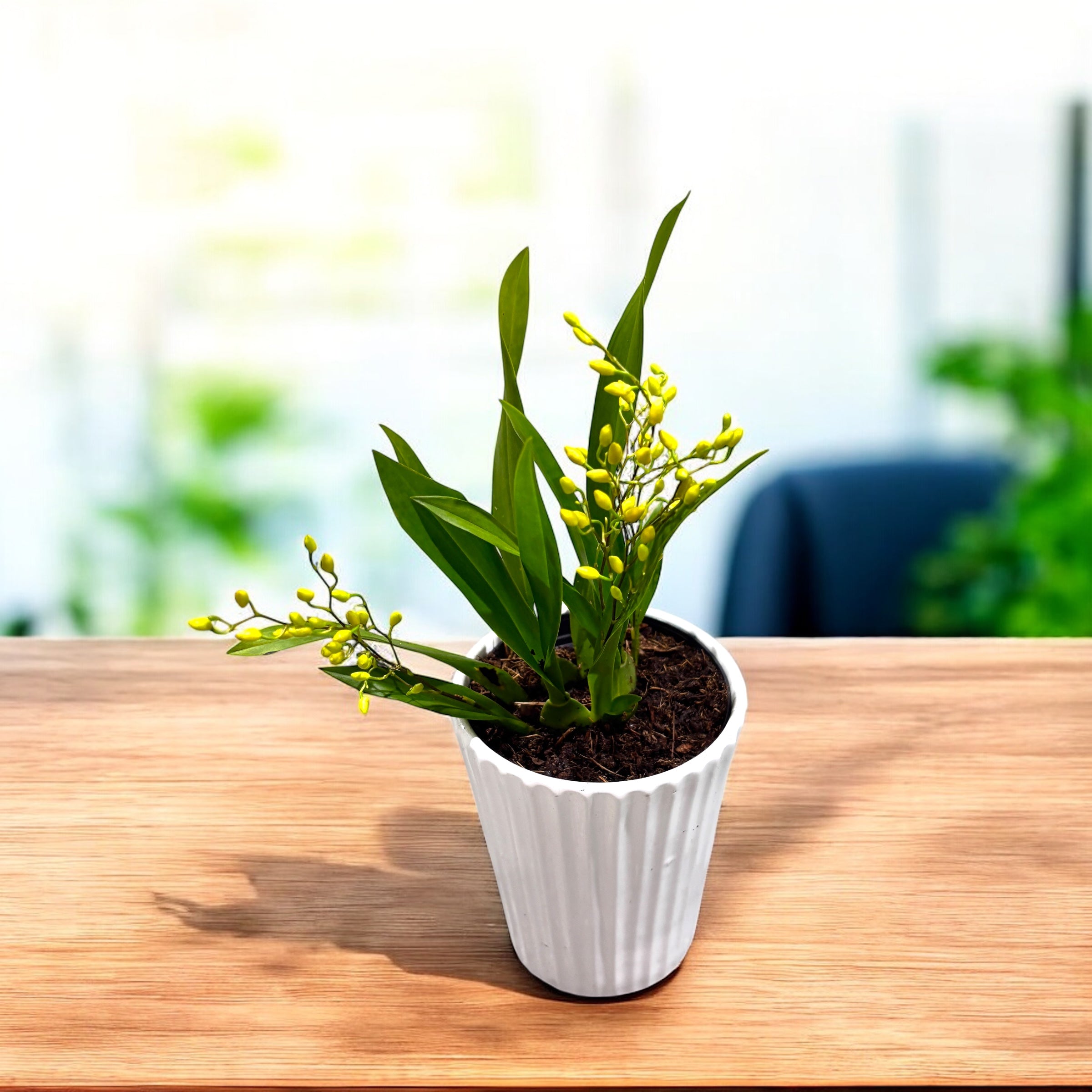 Oncidium Twinkle mix D8 (flori intens parfumate)