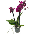 Phalaenopsis Brazílska horúčka