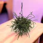 Rhipsalis baccifera subsp. horrida - exemplare XL