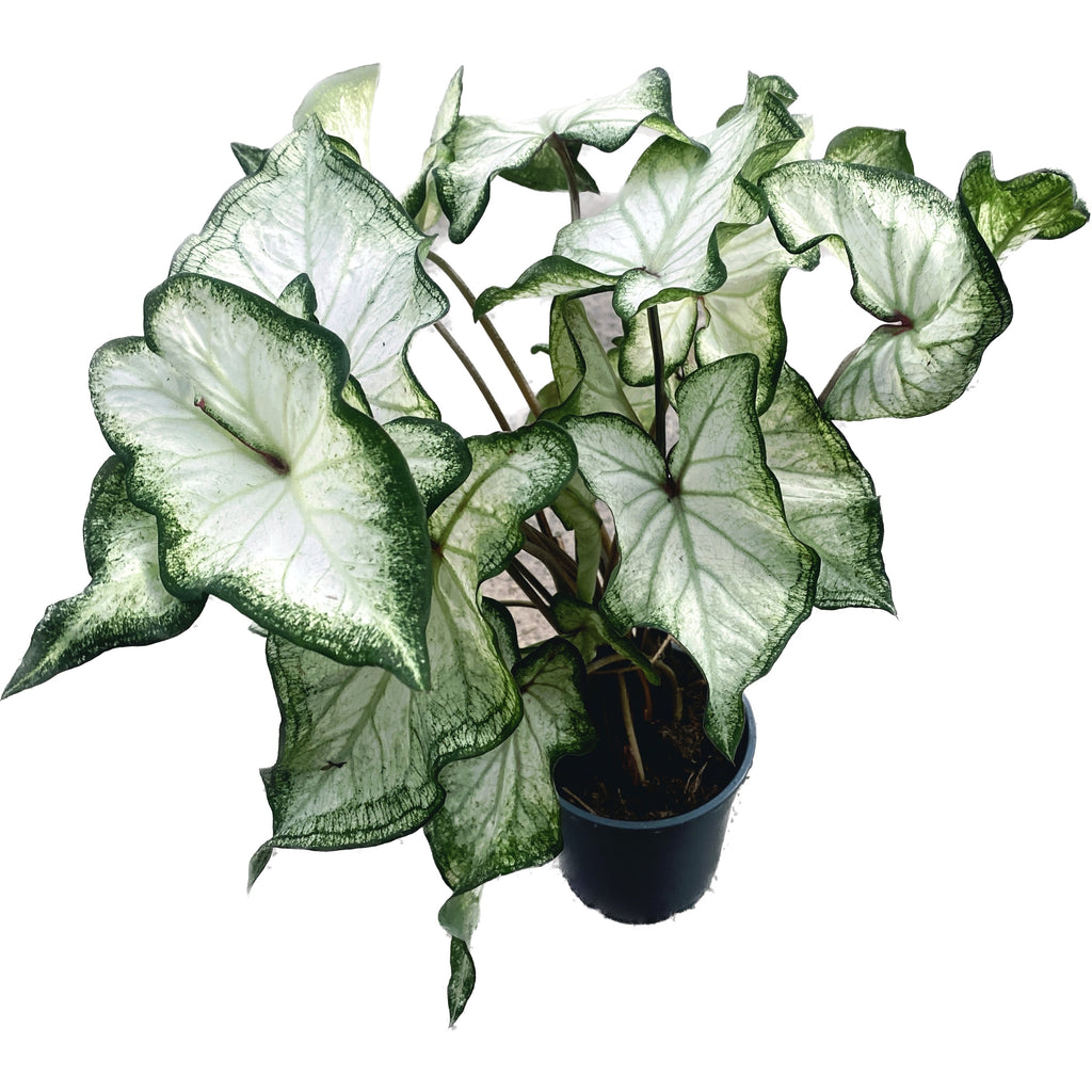 Caladium 'Aile Blanche'