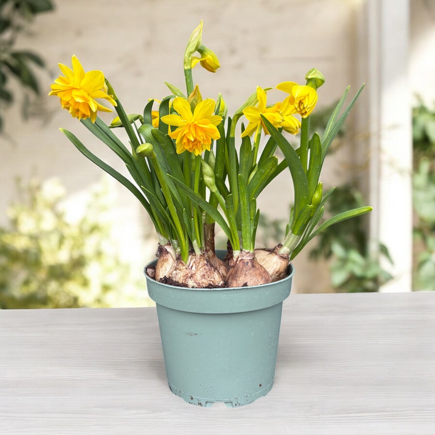 Narcis met dubbele gele bloem - Narcissus 'Tete Boucle'