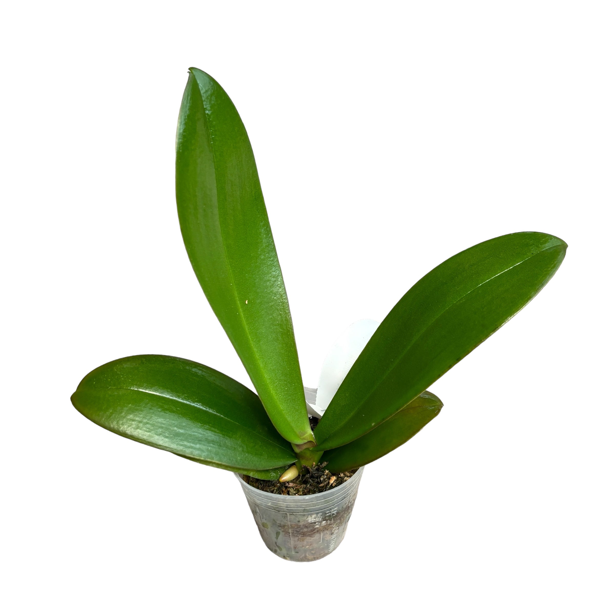 Phalaenopsis Miki Ribbon - velký pysk