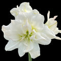 Hippeastrum ‘Arctic Nymph’ – amaryllis cu flori duble alb-crem, catifelate