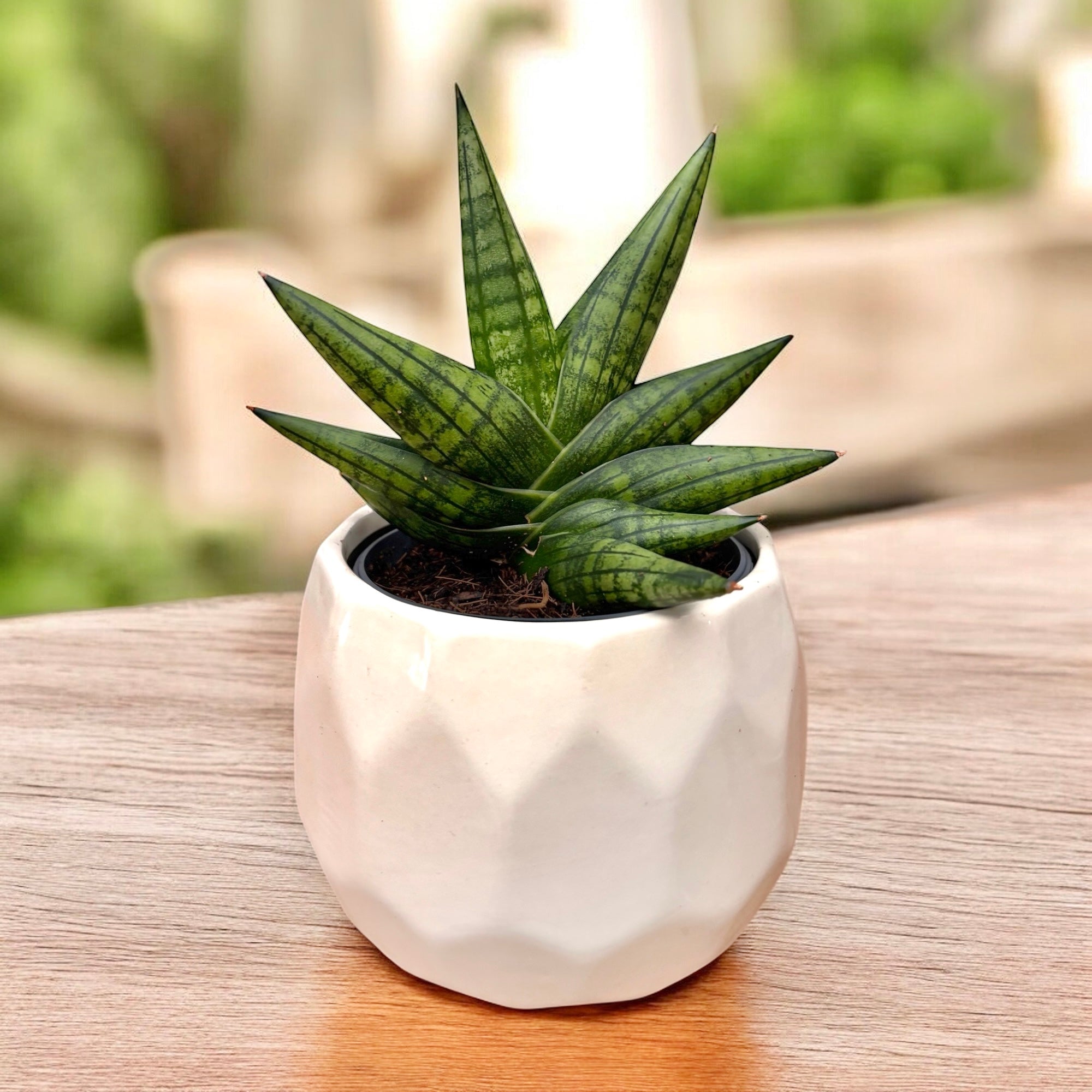 Sansevieria ‘Yaya Fan’ – frunze dispuse in evantai