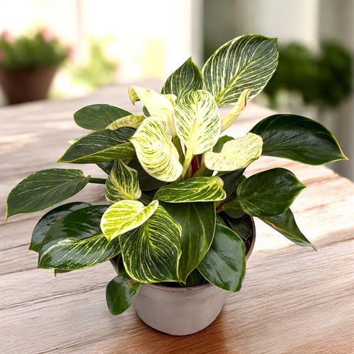 philodendron birkin significado Philodendron Birkin (arbusto)