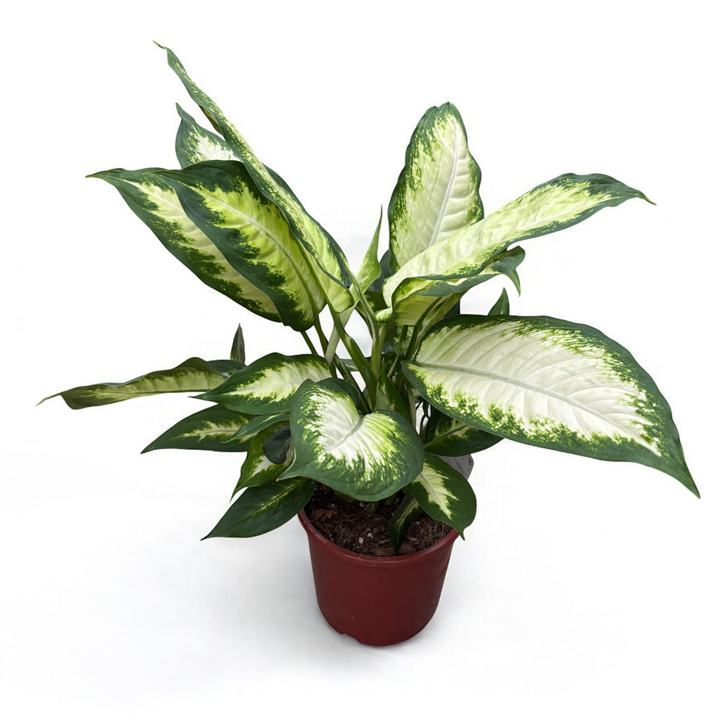 Dieffenbachia 'Camilla' D17