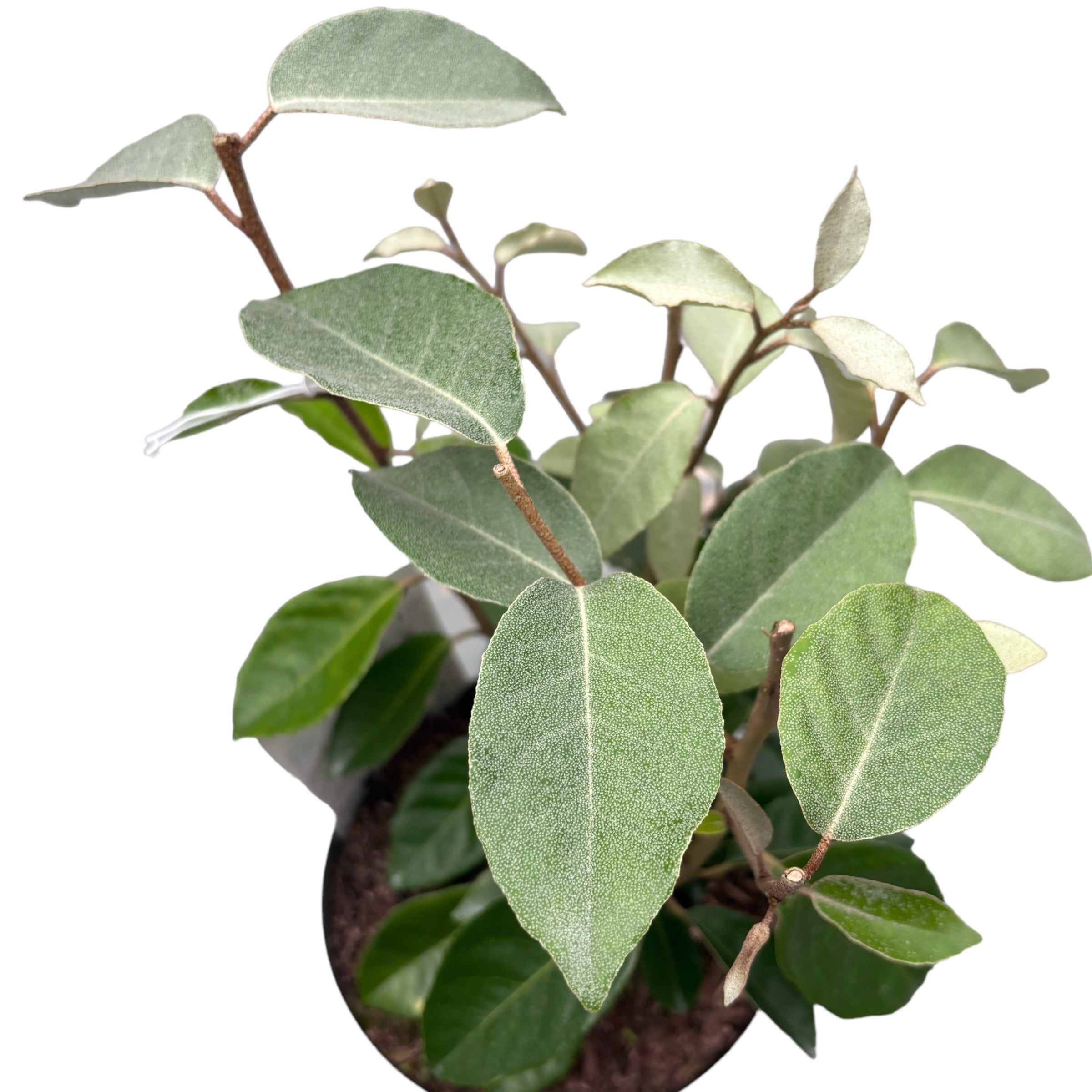 Elaeagnus ebbingei (Olivo ruso, Silverberry) - frutos comestibles