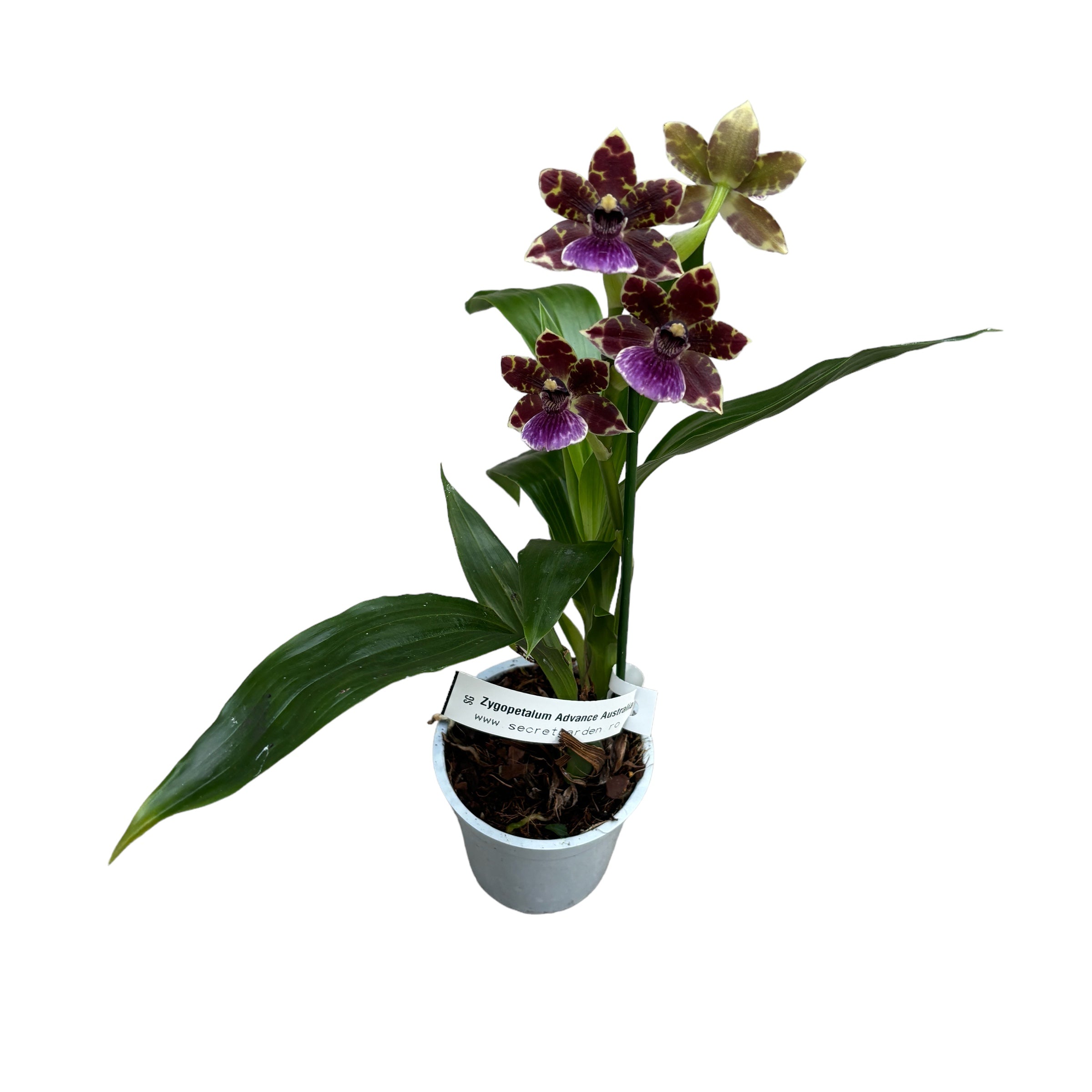 Zygopetalum Advance Australia flori parfumate
