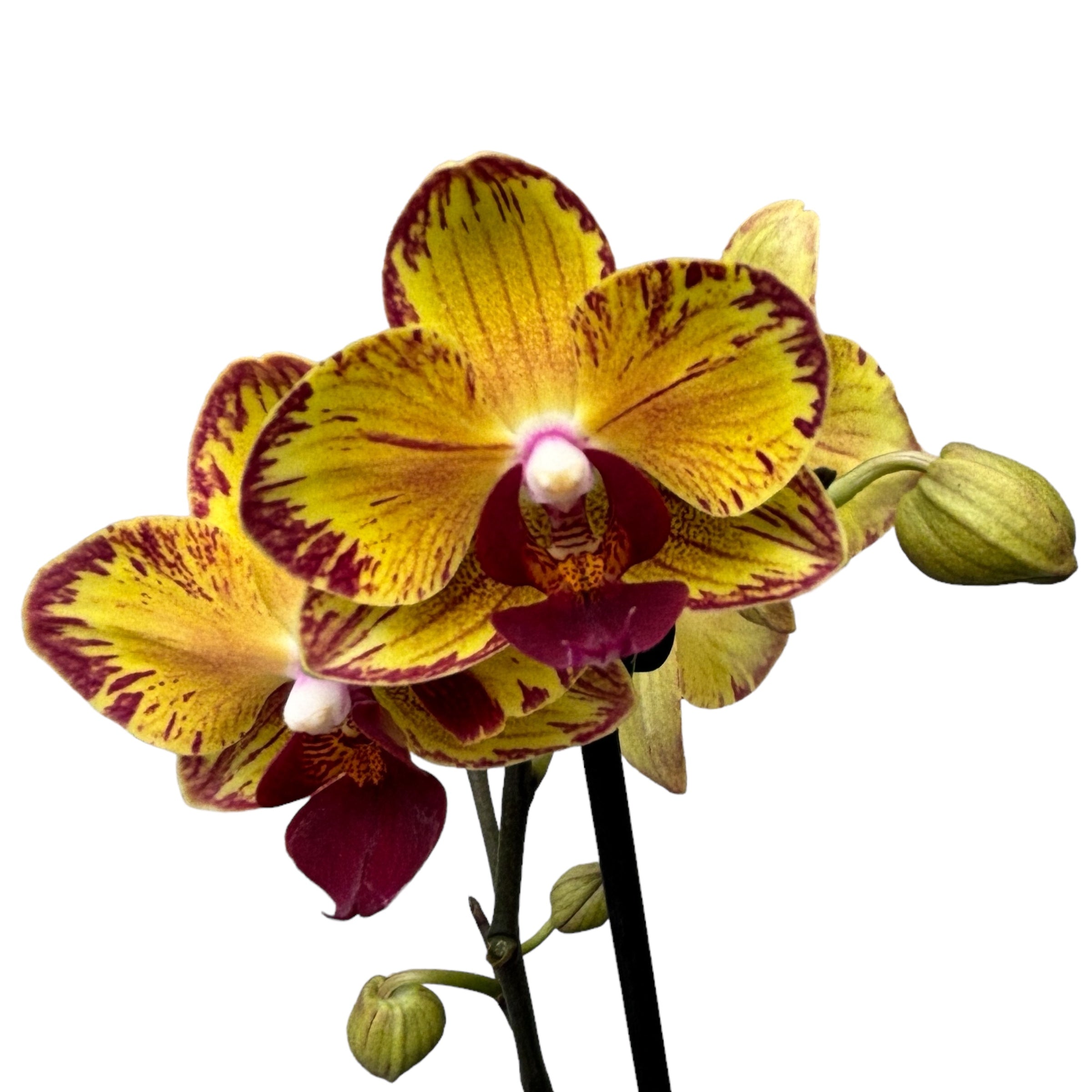 Phalaenopsis Fangmei Sweet ‘1546’