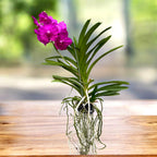 Vanda Tayanee Cerise (Ansu)