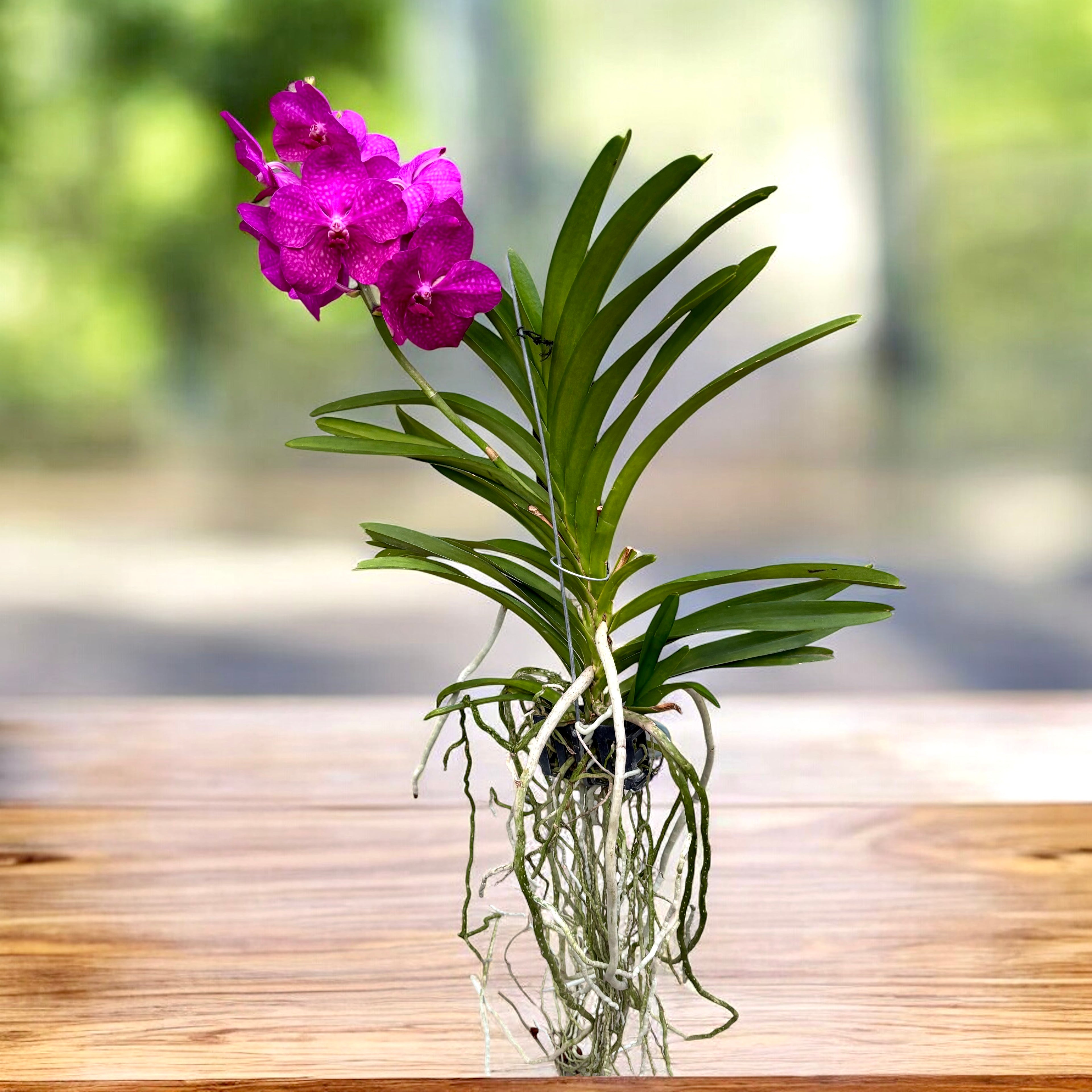 Vanda Tayanee Cerise (Ansu)