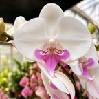 Phalaenopsis Lizard Jester – stor läpp
