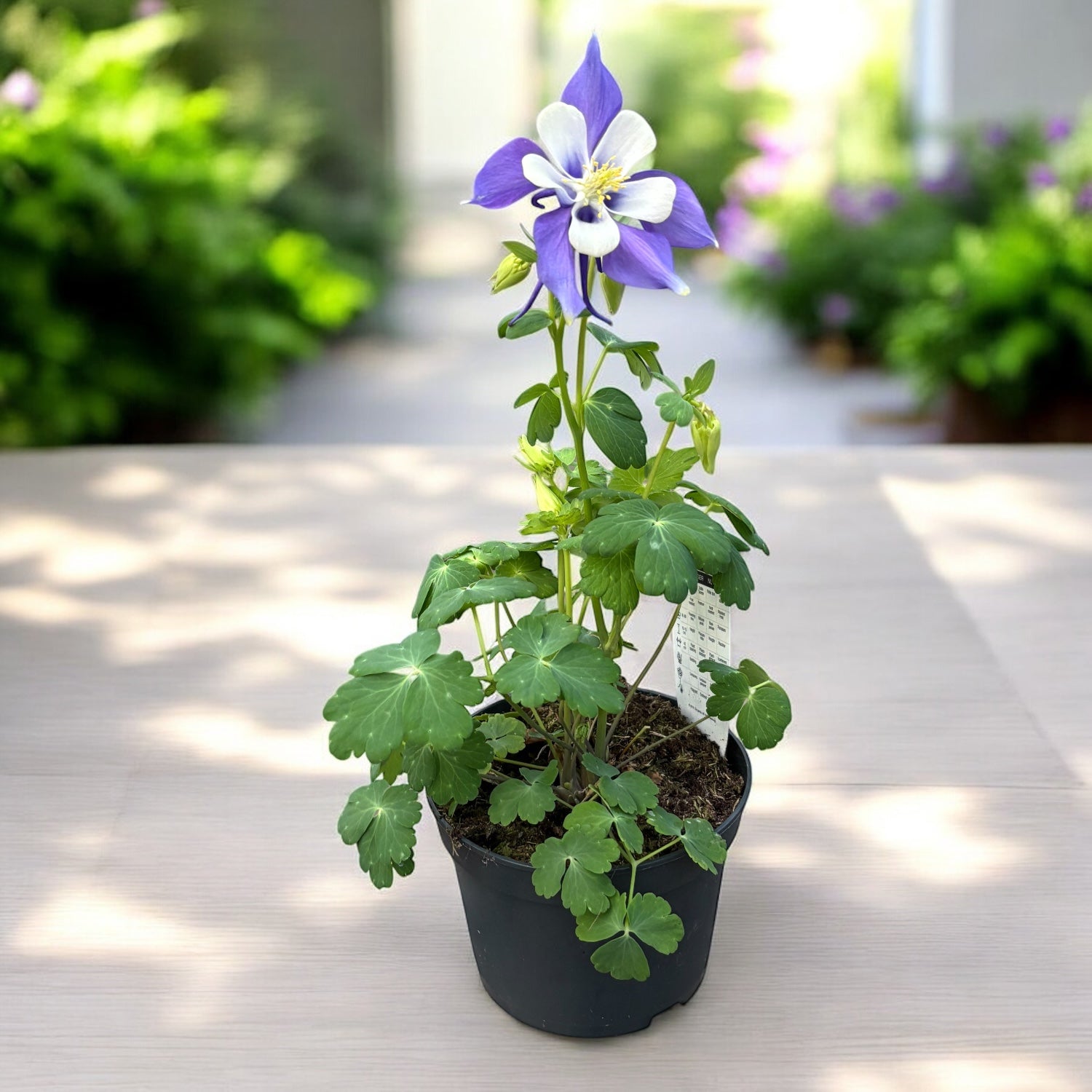 Aquilegia caerulea Purple (caldarusa de munte mov)