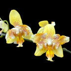Phalaenopsis I-Hsin Samuel pelorikus
