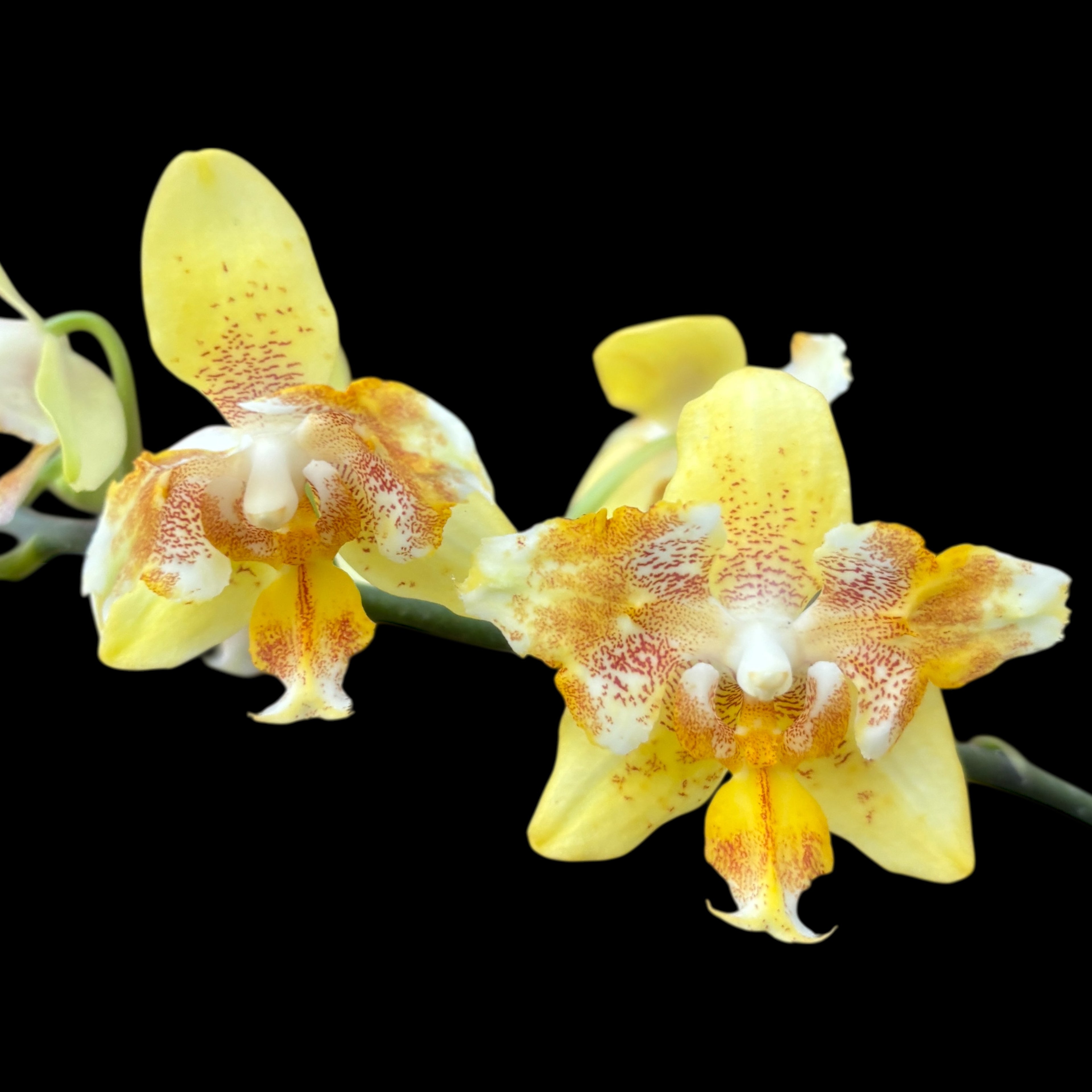 Phalaenopsis I-Hsin Samuel pelorikus