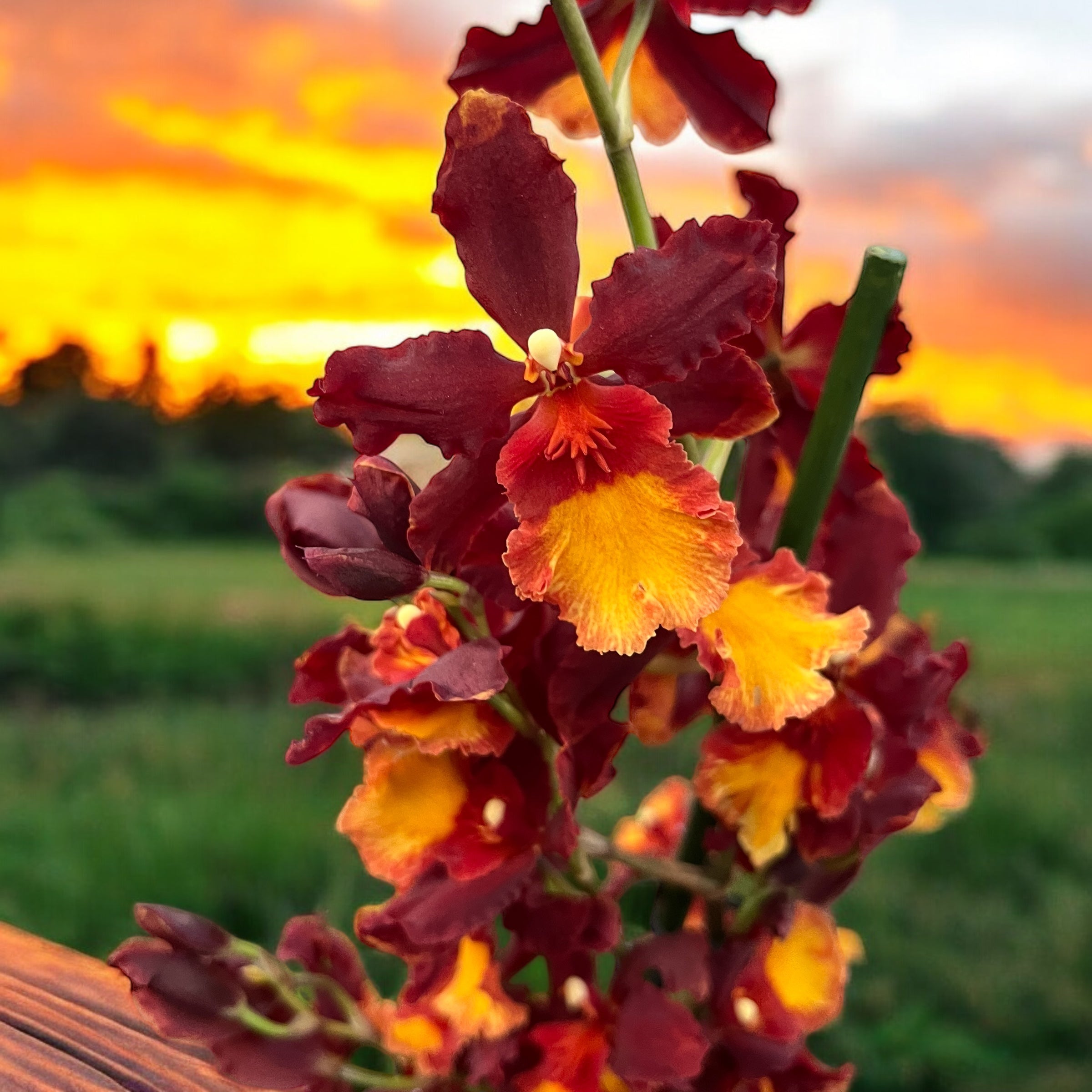 Wilsonara Aloha Sparks 'Ruby Eyes'
