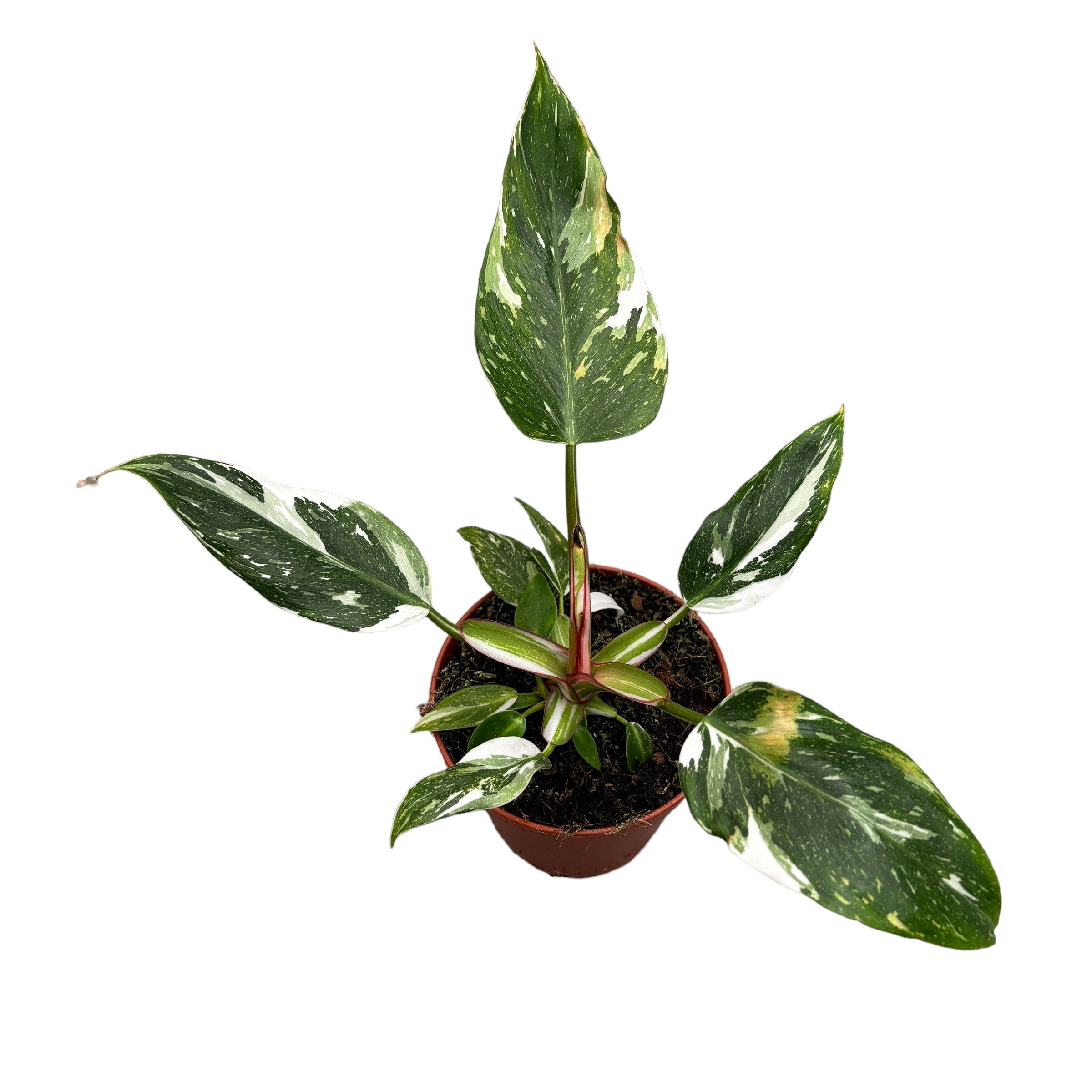 Philodendron erubescens 'White Princess' D12