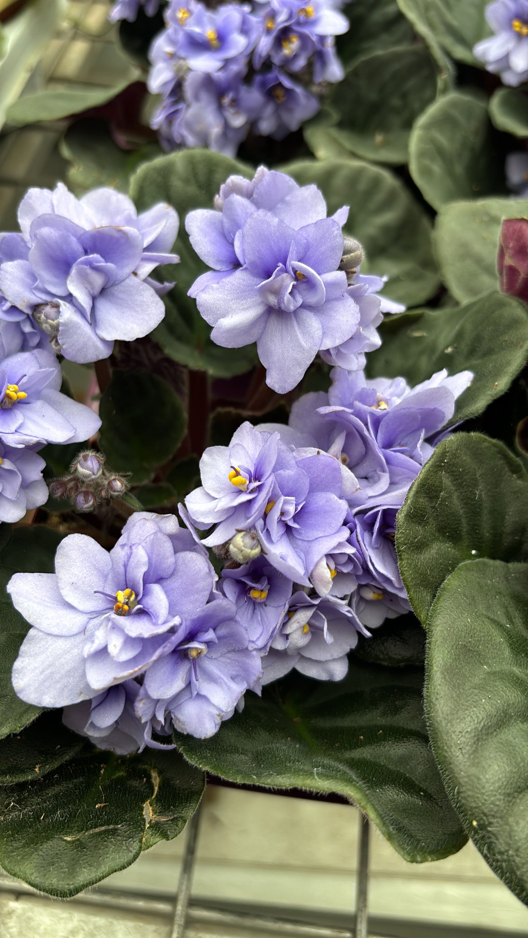 Saintpaulia Wave Lila - violete cu flori duble