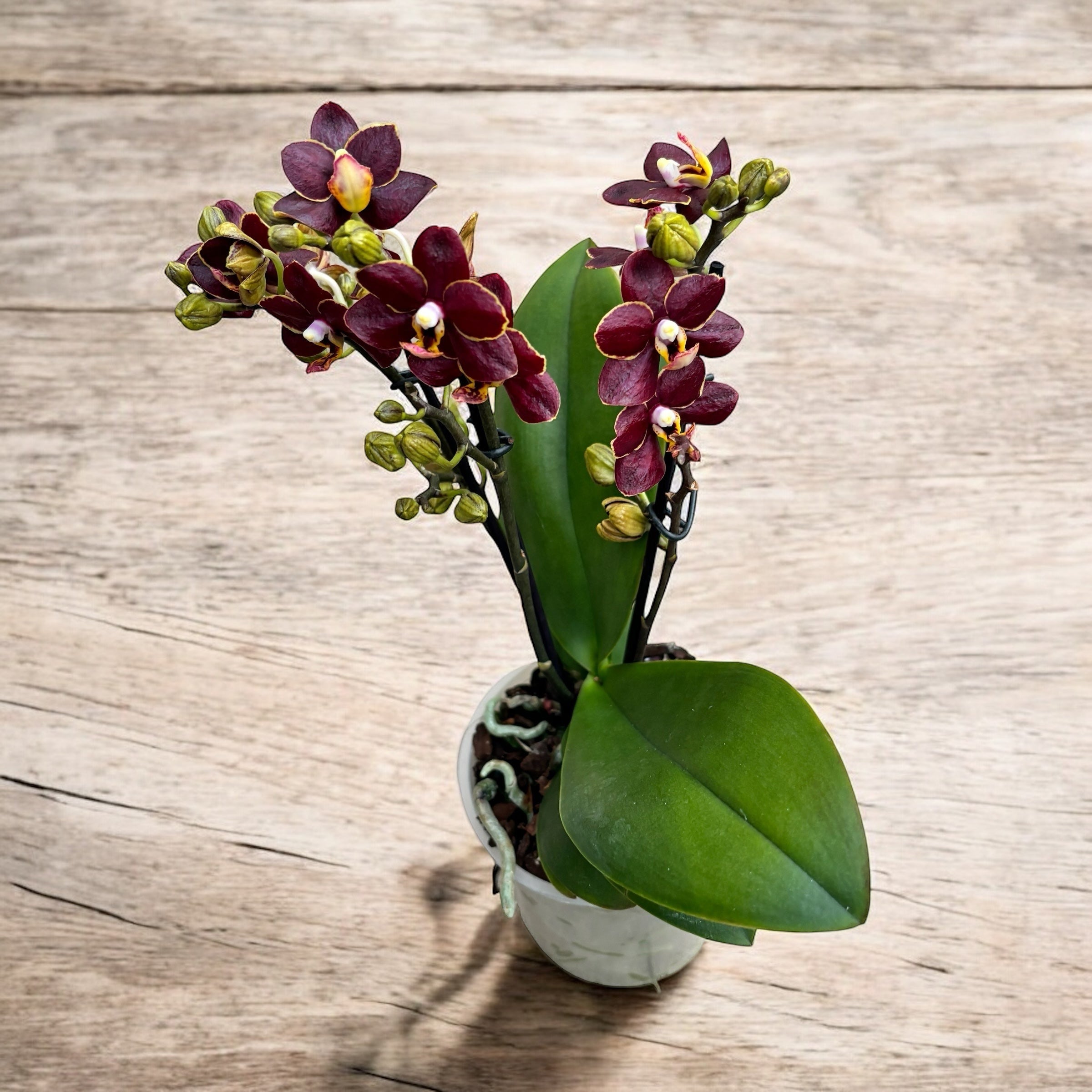 Phalaenopsis Sunrise Red Peoker (Esmee) D12 - fleurs cirées