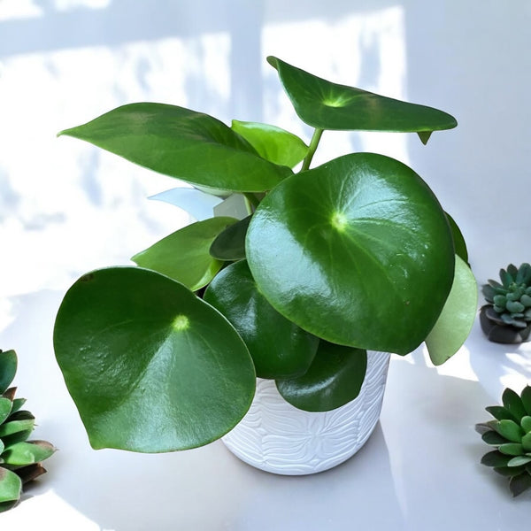 Peperomia polybotrya 'Raindrop'