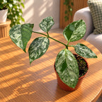 Hoya coriacea 'Silver Splash'