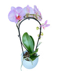 Phalaenopsis Azijski Diamant