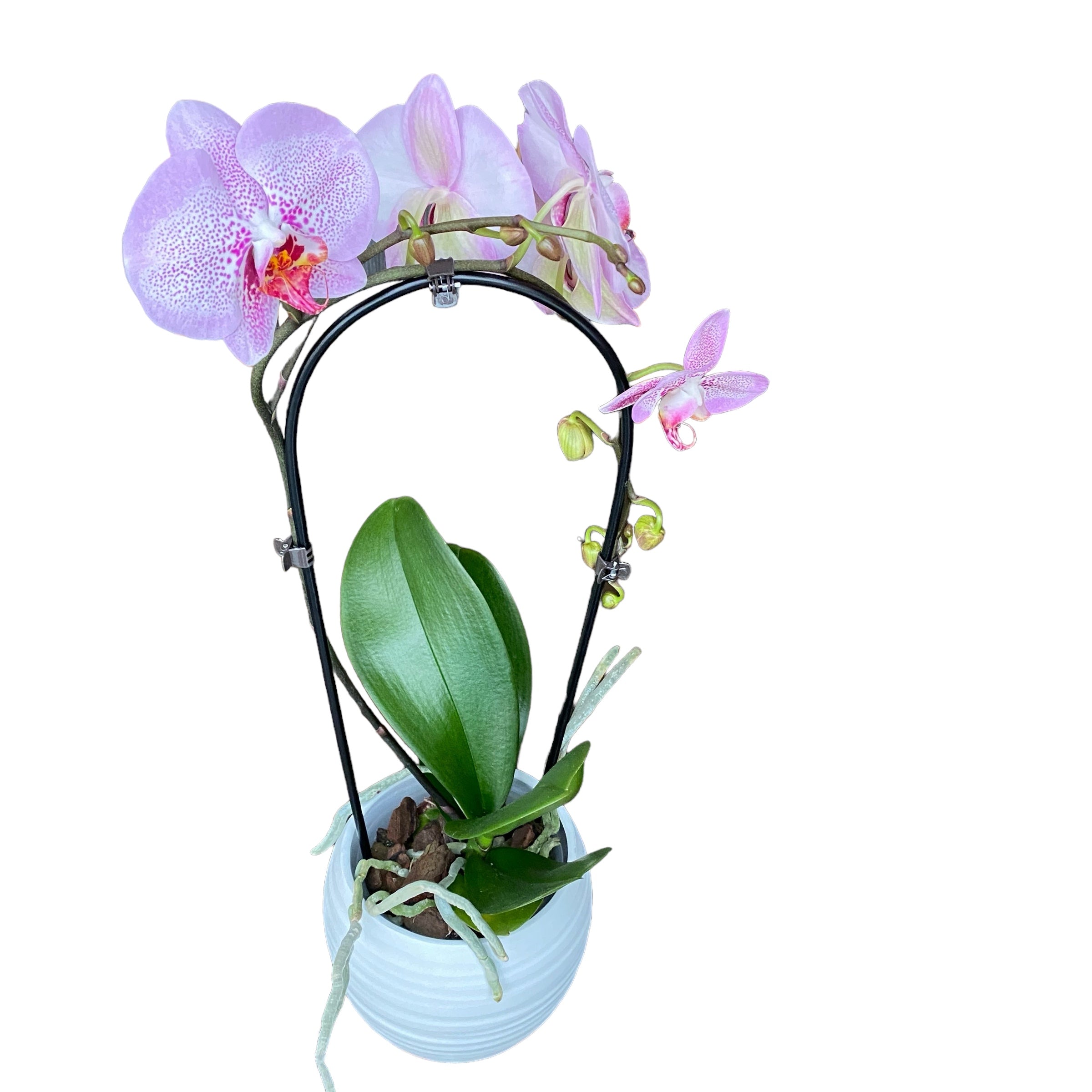 Phalaenopsis Asian Diamond
