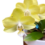 Phalaenopsis Allura Songbird