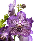 Vanda Moonlight Blue (Ansu)