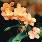 Vandaenopsis Irene Dobkin 'Elmhurst' HCC/AOS