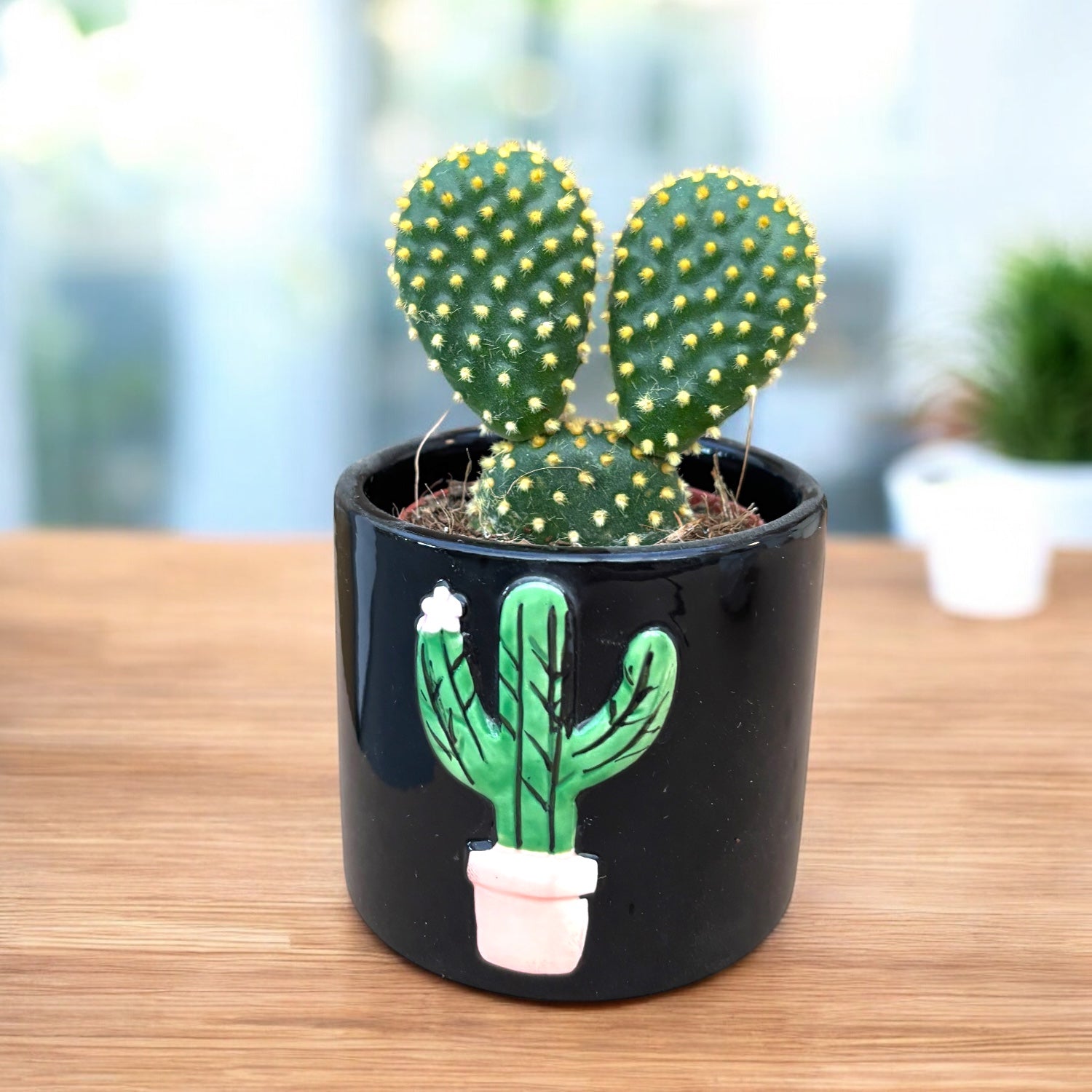 Opuntia microdasys var. pallida -  cactus „urechi de iepure”