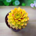 Sempervivum ‘Chick Charms Gold Nugget’