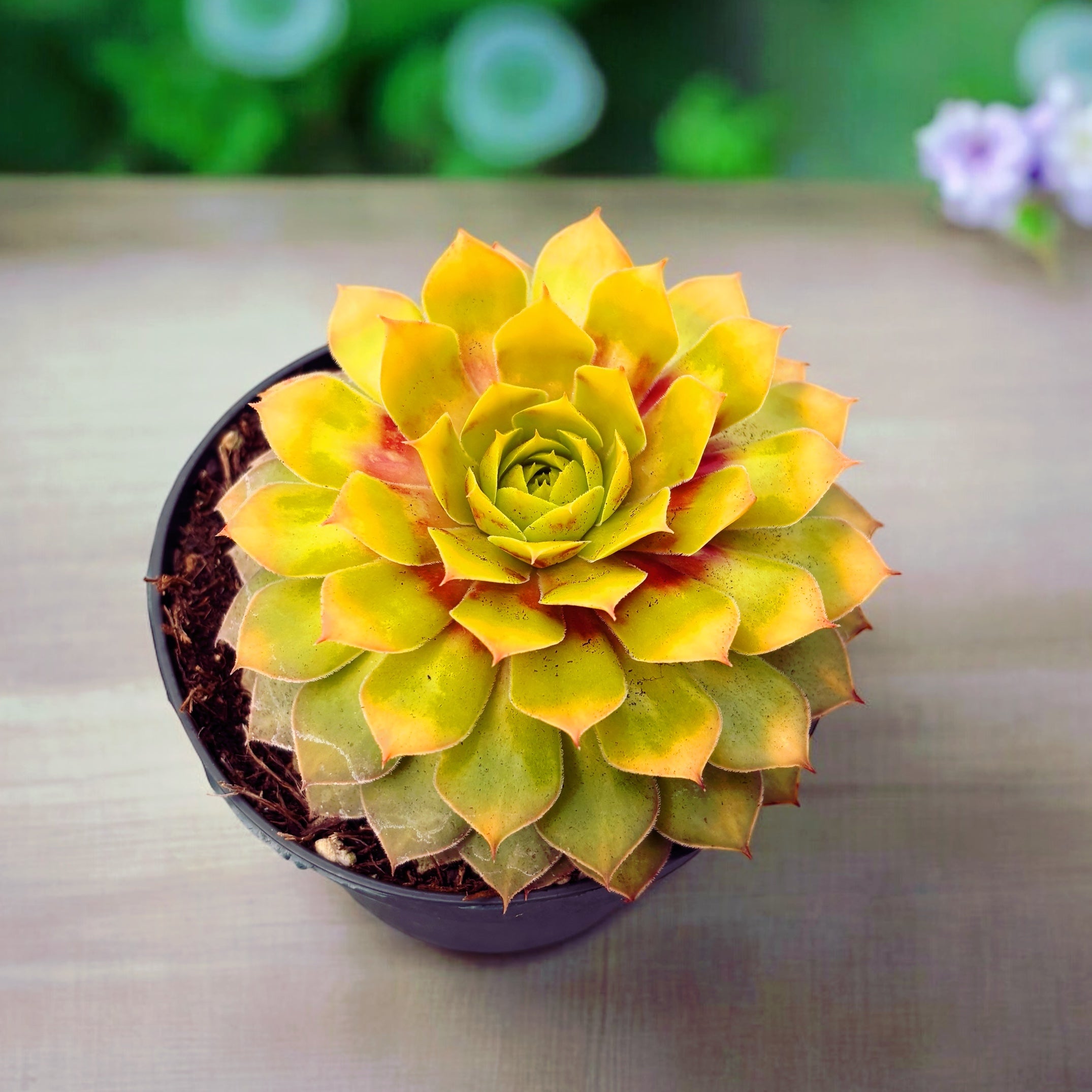 Sempervivum ‘Chick Charms Gold Nugget’