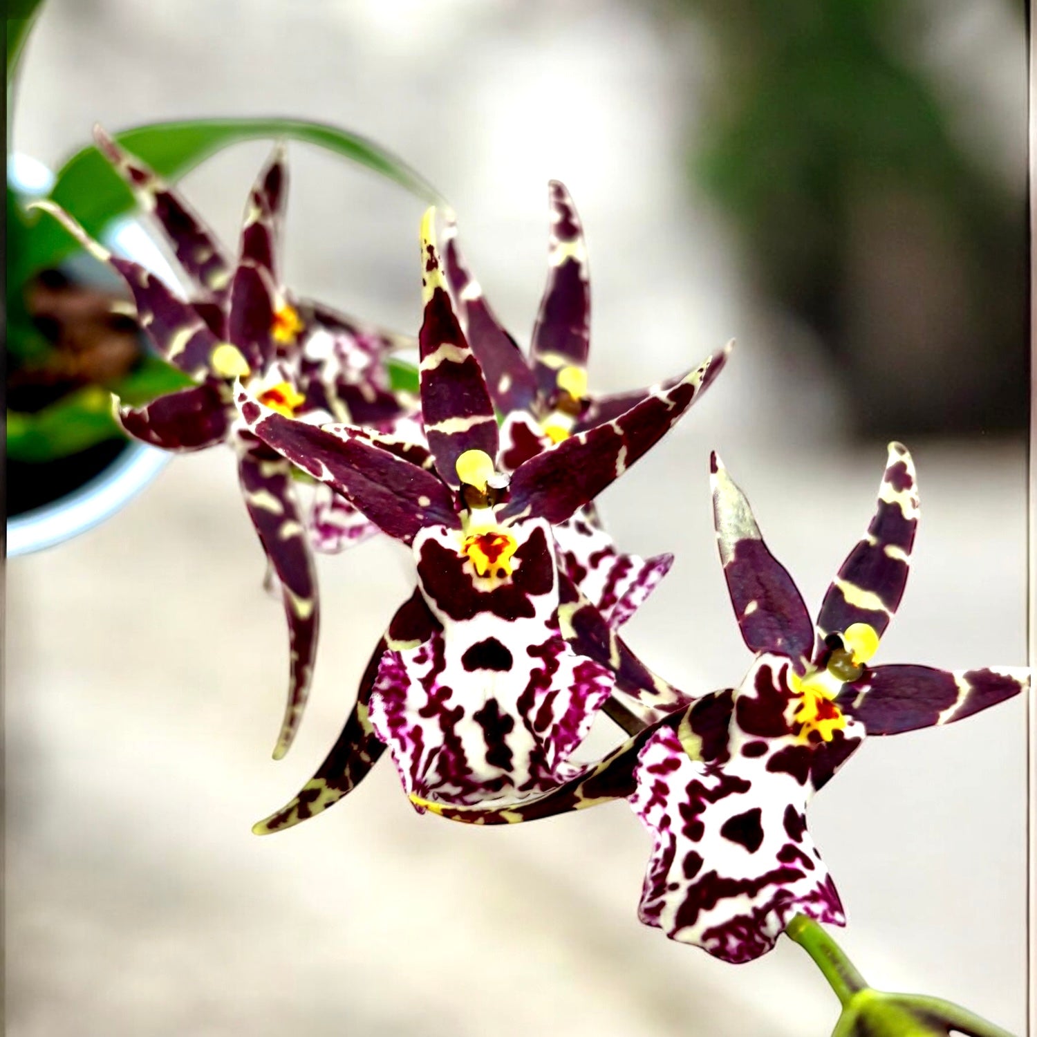 Oncidium (Cyrtocidium) Holm’s Wizard var. #04-  parfumat!