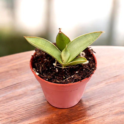 sansevieria dancing lady Sansevieria 'Swan Dancer' – Secret Garden Plant Shop